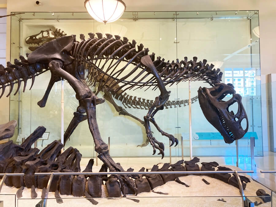 Dinosaur Bones at AMNH in New York City with Kids