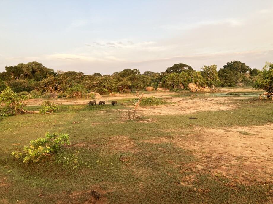 Wild boars graze near the entrance to Yala National Park in Sri Lanka