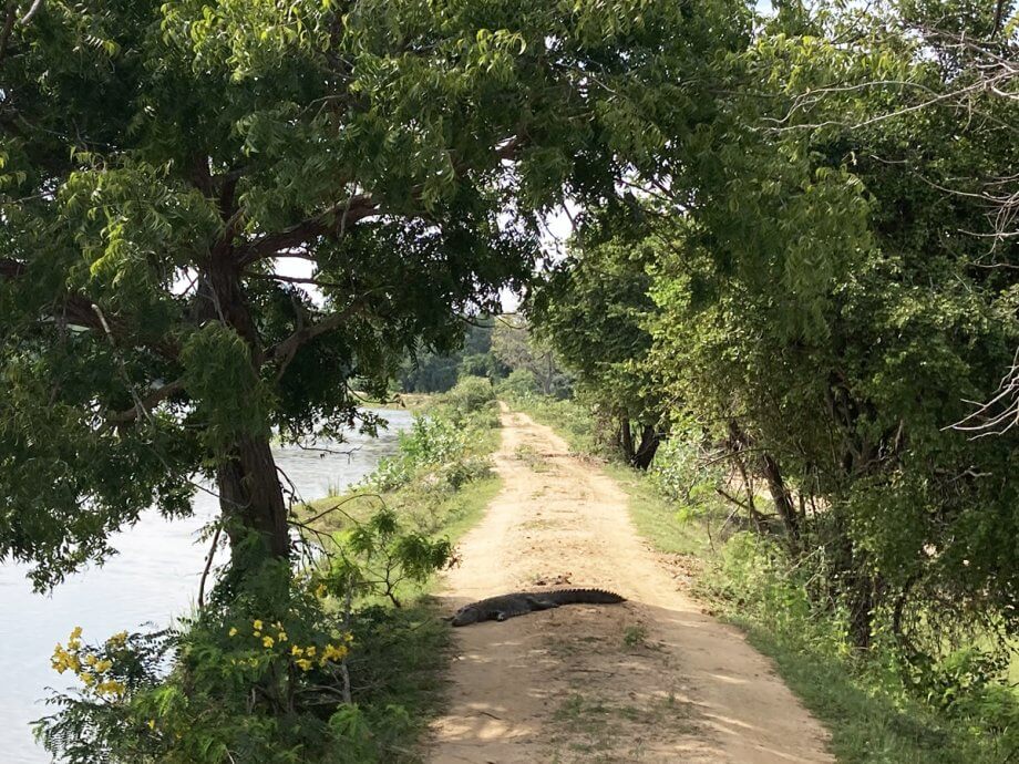 sleeping crocodile in the middle of a dirt road in Yala National Park