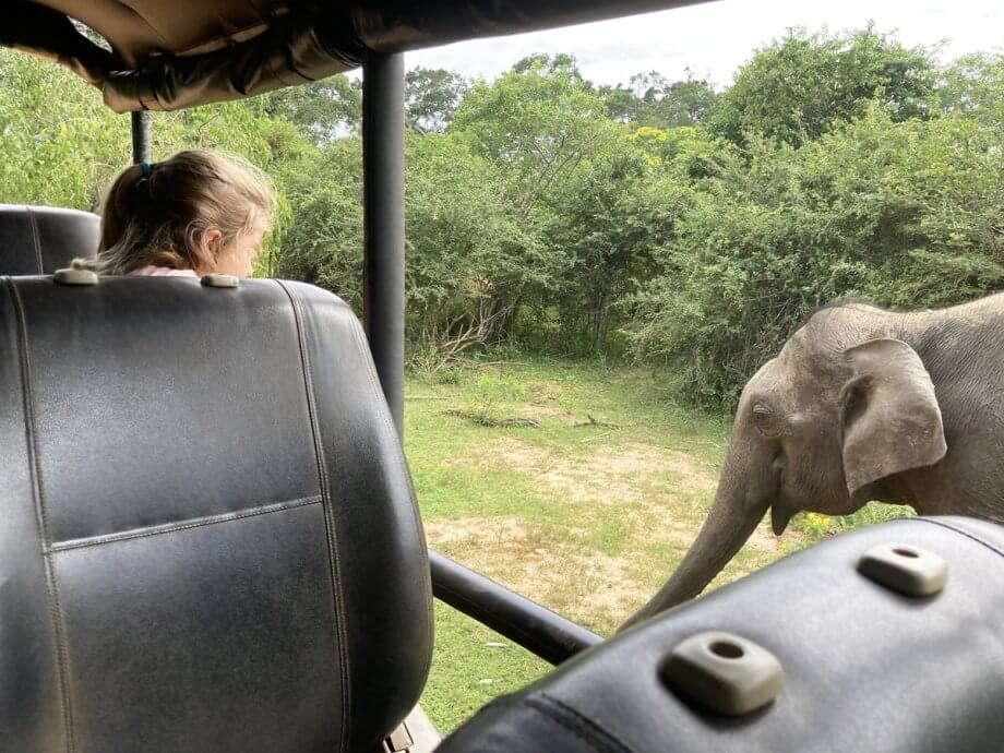 Young girl looking out a jeep at a very close wild elephant in Yala National Park