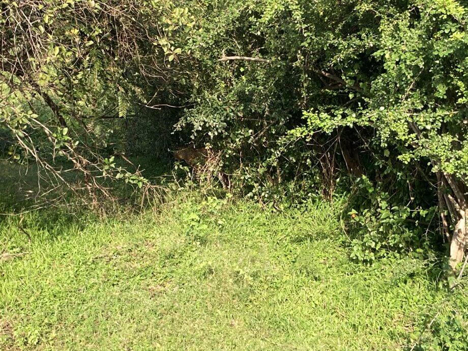 wild leopard hides in the tall grasses after being spotted on safari