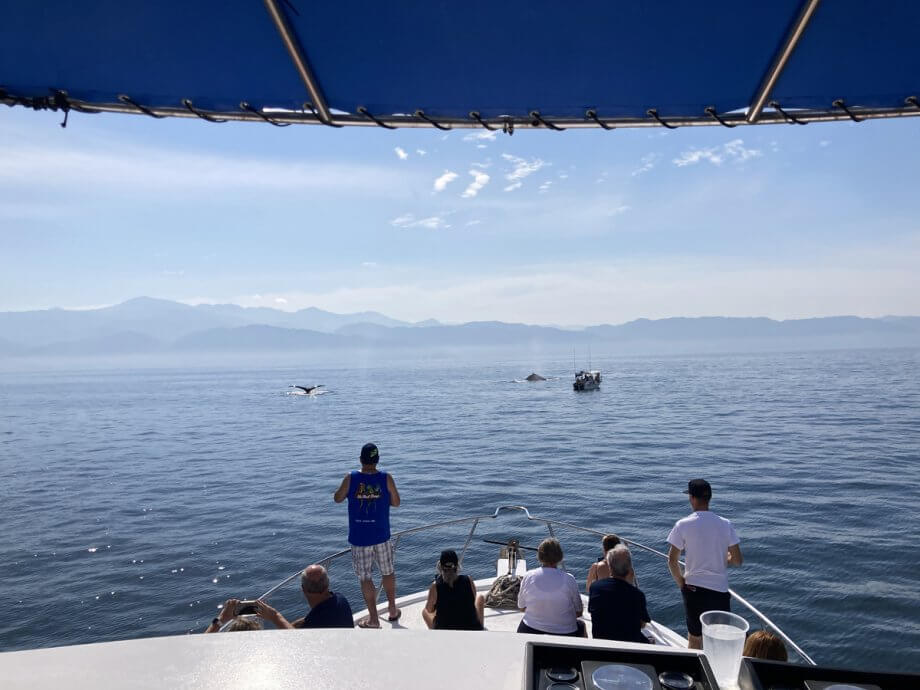 Front of a boat with whales in the distance on a whale watch from Puerto Vallarta Mexico